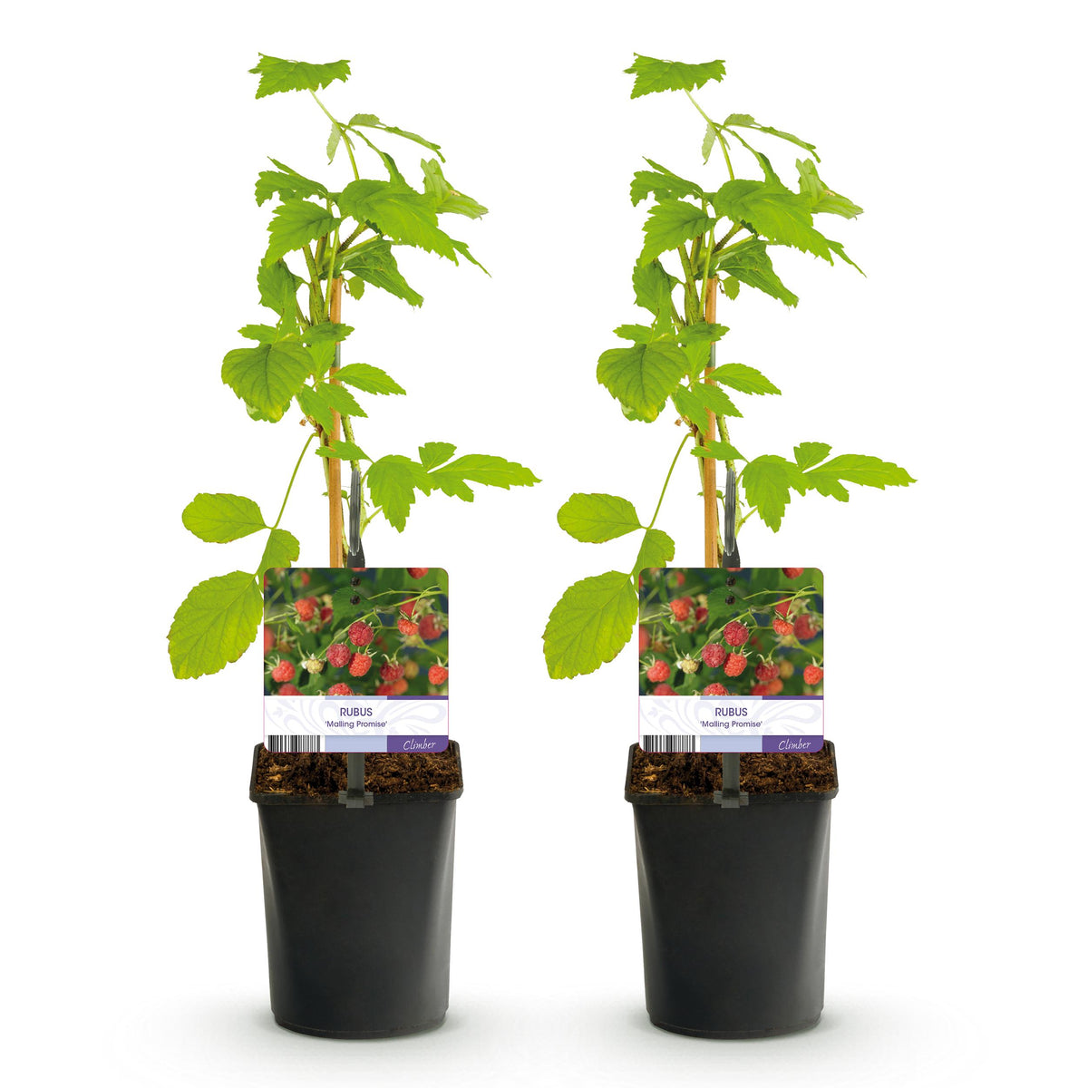 Green boutiQ - Fruitplant - Framboos - Rubus Mailing Promise  - Rode Framboos - 2 planten -  Pot 11cm Hoogte 40cm