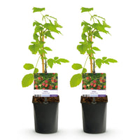 Green boutiQ - Fruitplant - Framboos - Rubus Mailing Promise  - Rode Framboos - 2 planten -  Pot 11cm Hoogte 40cm