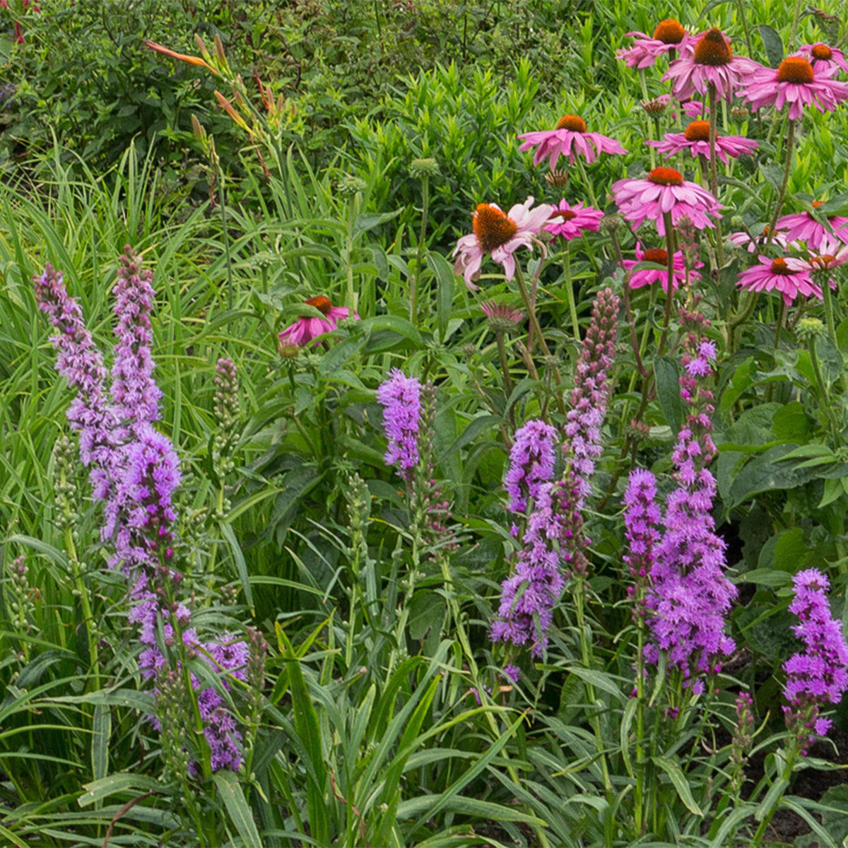 Green boutiQ - Borderpakket - Bijen en Vlinderlokkend - 24 Vaste planten - 3 m2 - Diversen kleuren - Weinig Onderhoud - Pot 11cm