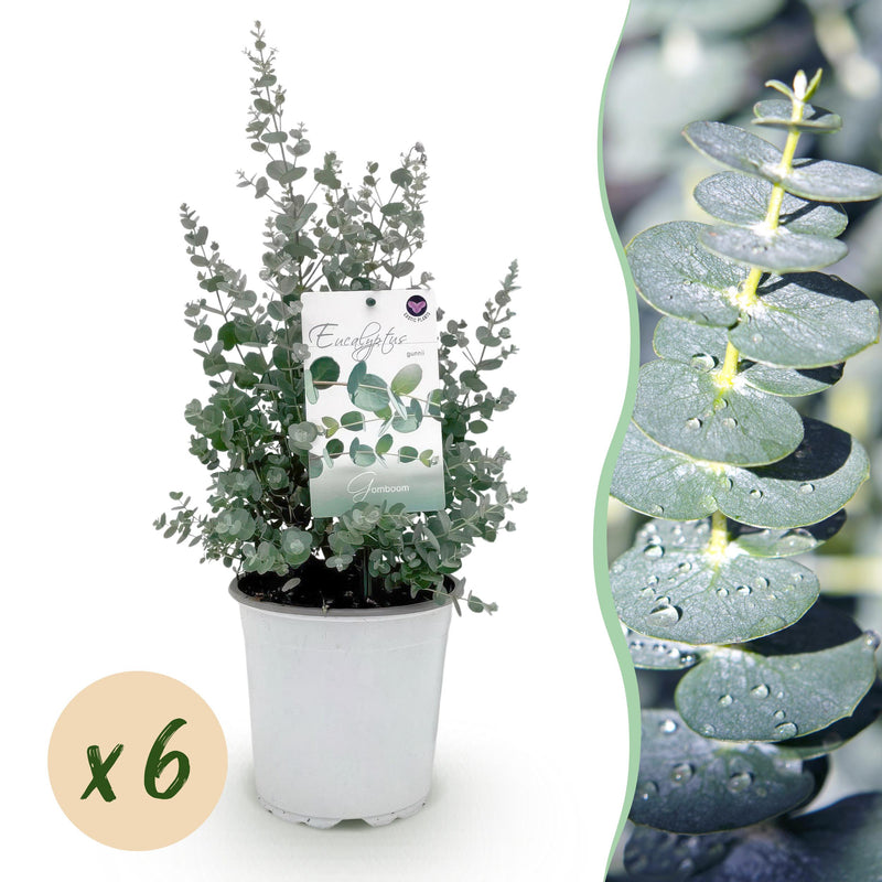 Green boutiQ - Terrasplant - Eucalyptus boom - Eucalyptus gunni  - Grijs - 6 Planten - Winterhard - Pot 17cm Hoogte 40cm