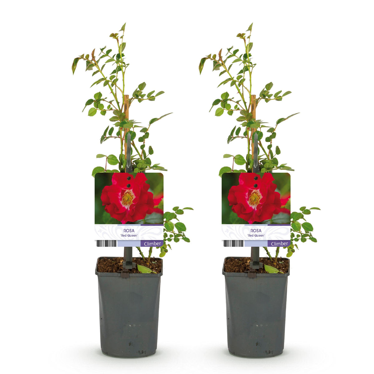 Green boutiQ - Klimroos - Rosa Red Queen - Bloem Rood - Weinig onderhoud - 2 planten - Pot 11cm Hoogte 40cm