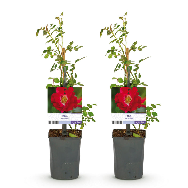 Green boutiQ - Klimroos - Rosa Red Queen - Bloem Rood - Weinig onderhoud - 2 planten - Pot 11cm Hoogte 40cm