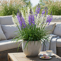 Green boutiQ - Bloembollen - Camassia Leichtlinii Mix - Kleur Paars en Wit - 5 stuks - Bolmaat 12/14 - XXL Pack