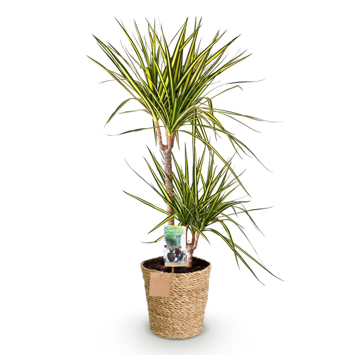 Green BoutiQ - Green is... Kamerplanten - Dracaena Sunray - Drakenbloedboom - Weinig onderhoud - met mand - Groen - 1 Plant - Pot 21cm - Hoogte 90-100cm