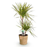 Green BoutiQ - Green is... Kamerplanten - Dracaena Sunray - Drakenbloedboom - Weinig onderhoud - met mand - Groen - 1 Plant - Pot 21cm - Hoogte 90-100cm