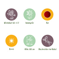 Green boutiQ - Fruitplant - Bananen plant - Ensete ventricosum Maurelli - Winterhard - 4 planten - Pot 17cm Hoogte 40cm