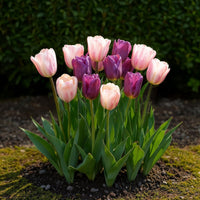 Green boutiQ - Bloembollen - Tulp Macron mix - Diversen Kleuren - 12 stuks - Bolmaat 11/12 - XXL Pack