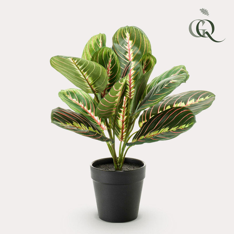 Kunstplant - Marantha Fascinator - 10 gebodenplant - 25 cm