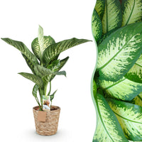 Green BoutiQ - Green is... Kamerplanten - Diefenbachia Tropic Snow - Dieffenbachia - Weinig onderhoud - met mand - Groen - 1 Plant - Pot 21cm - Hoogte 90-100cm
