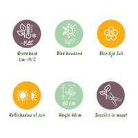 Green boutiQ - Siergrassen - Carex comans Frosted Curls - Groen - 4 Planten - Bladhoudend - Weinig Onderhoud - Pot 17cm Hoogte 50cm