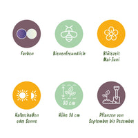 Green boutiQ - Bloembollen - Camassia Leichtlinii Mix - Kleur Paars en Wit - 5 stuks - Bolmaat 12/14 - XXL Pack