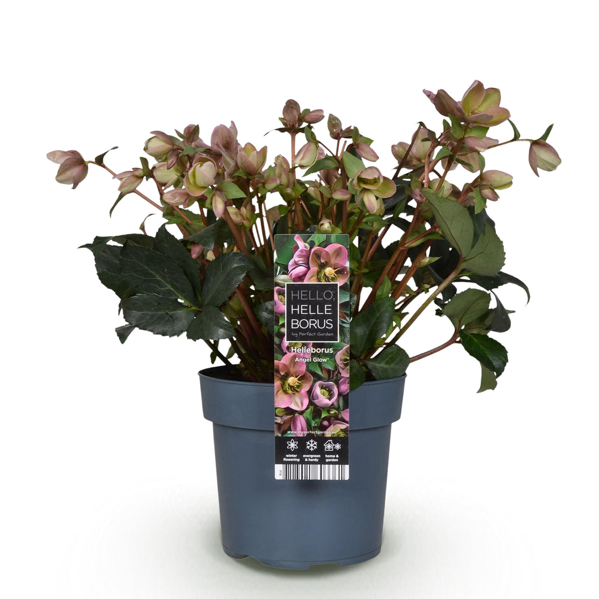 Green boutiQ - Tuinplant - Lenten Rose -  Helleborus Angels Glow - Roze Bloem - Groenblijvend - Pot 19cm Hoogte 50cm