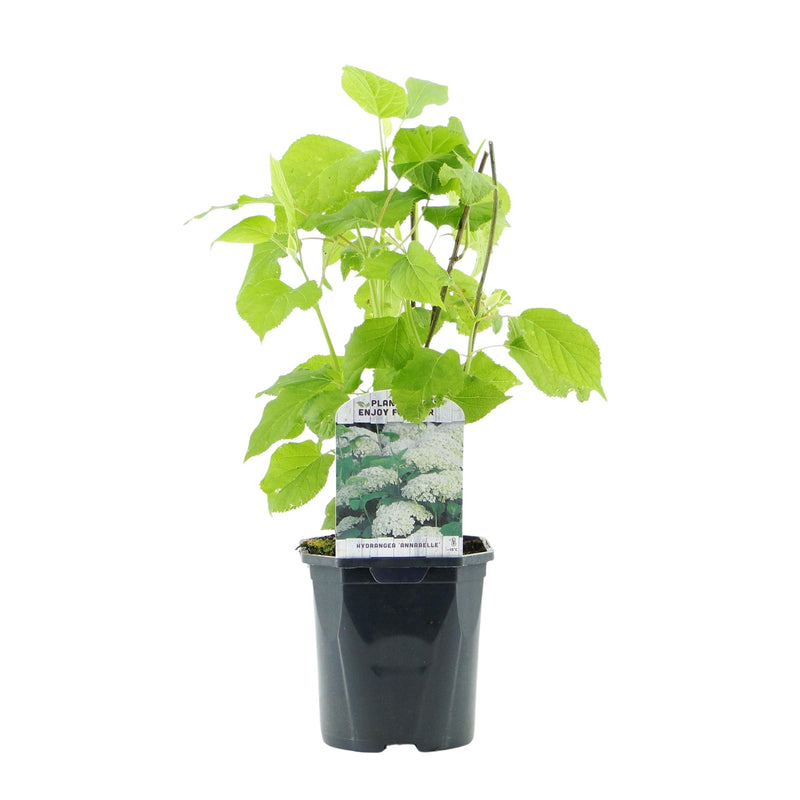 Green boutiQ - Pluim Hortensia - Hydrangea arborescens Annabelle - Bloem Wit - 1 Plant - Bladverliezend - Grote Bloemen - Pot 17cm Hoogte 50cm