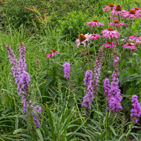 Green boutiQ - Borderpakket - Bijen en Vlinderlokkend - 8 Vaste planten - 1 m2 - Diversen kleuren - Weinig Onderhoud - Pot 11cm