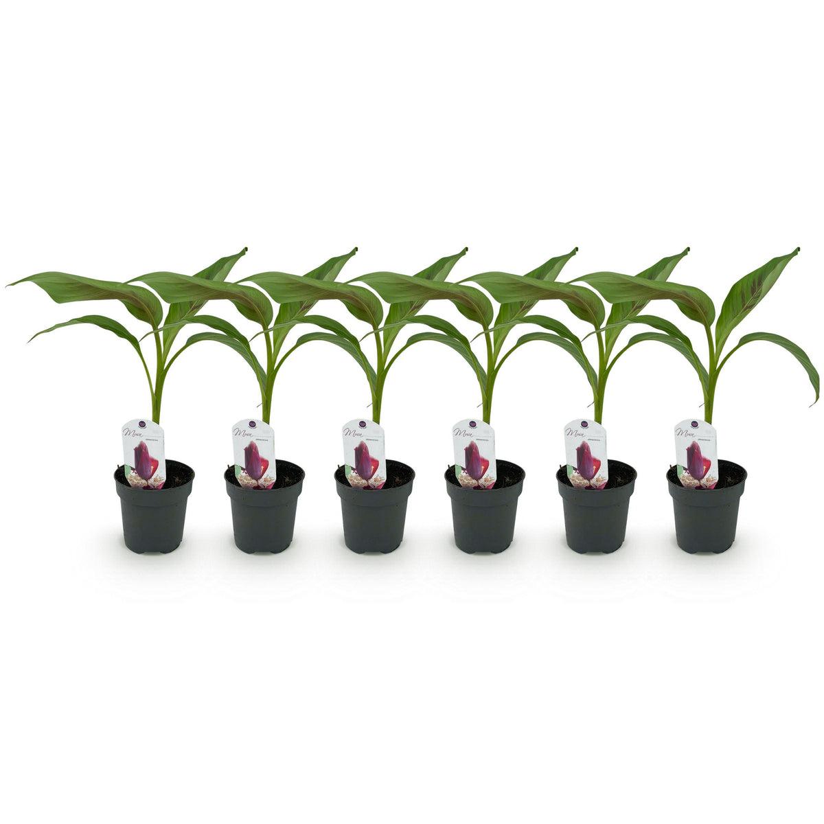 Green boutiQ - Fruitplant - Bananen plant - Musa sikkemensis Red Tiger - Winterhard - 6 planten - Pot 12cm Hoogte 30cm