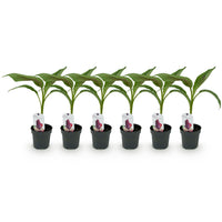 Green boutiQ - Fruitplant - Bananen plant - Musa sikkemensis Red Tiger - Winterhard - 6 planten - Pot 12cm Hoogte 30cm