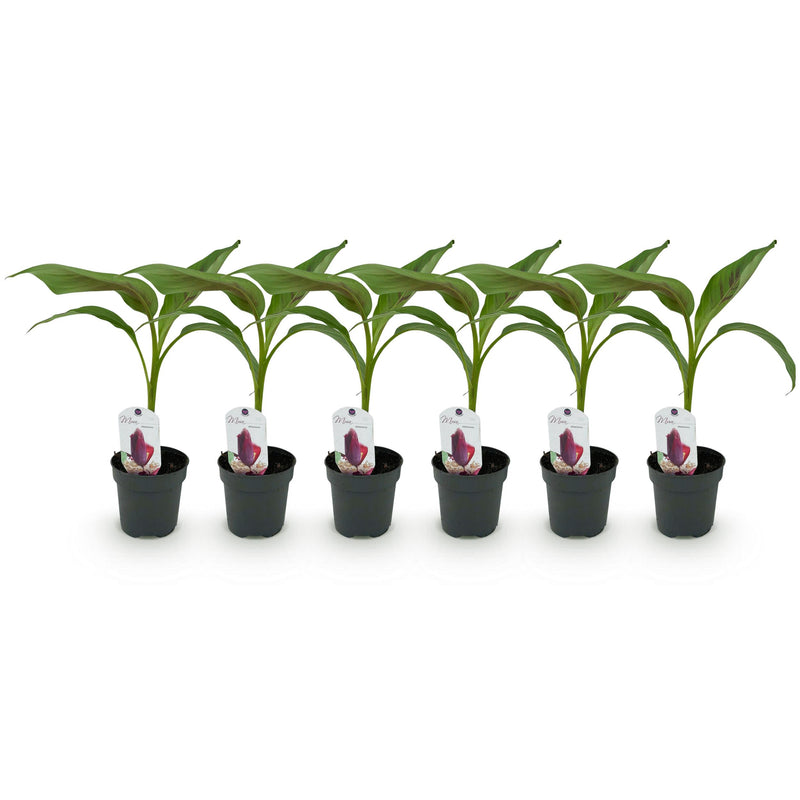 Green boutiQ - Fruitplant - Bananen plant - Musa sikkemensis Red Tiger - Winterhard - 6 planten - Pot 12cm Hoogte 30cm
