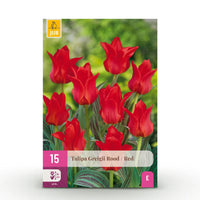 Green boutiQ - Bloembollen - Tulp Greigii Red - Kleur Rood - 15 stuks - Bolmaat 11/12 - XXL Pack