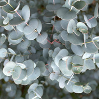 Green boutiQ - Plant op Stam- Eucalyptus gunni Azure - Terras Plant - Bladhoudend - Winterhard- Grijs Blad - Pot 19cm Hoogte 90cm