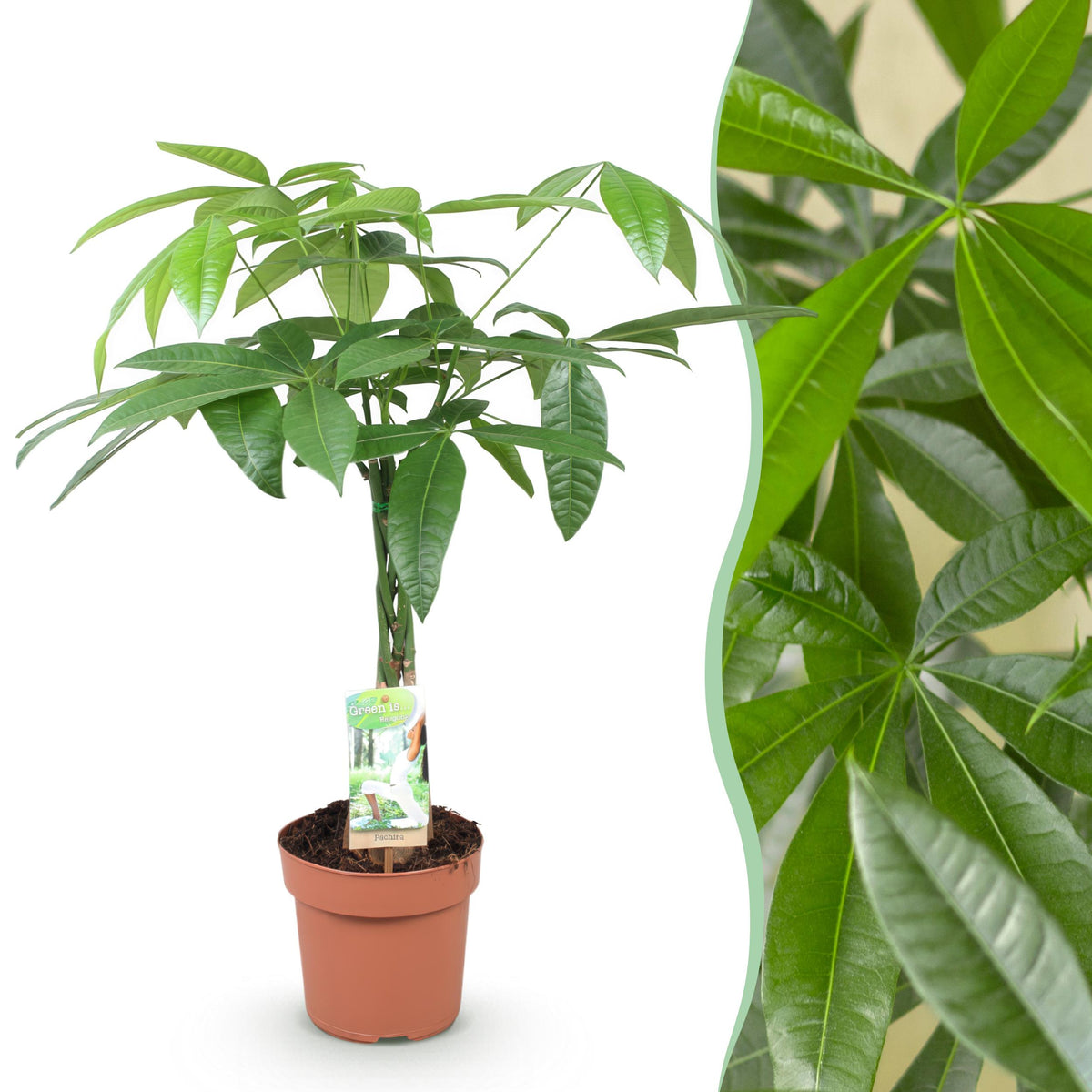 Green BoutiQ - Green is... Kamerplanten - Pachira Aquatica gevlochten stam - Geldboom - Weinig onderhoud - Groen - 1 Plant - Pot 17cm - Hoogte 60-70cm