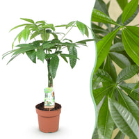 Green BoutiQ - Green is... Kamerplanten - Pachira Aquatica gevlochten stam - Geldboom - Weinig onderhoud - Groen - 1 Plant - Pot 17cm - Hoogte 60-70cm