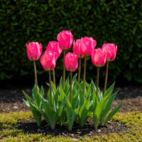 Green boutiQ - Bloembollen - Tulp Triumph Pink - Kleur Roze - 15 stuks - Bolmaat 11/12 - XXL Pack