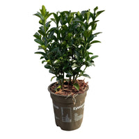 Green boutiQ - Haagplanten - Euonymus japonica Green Spire