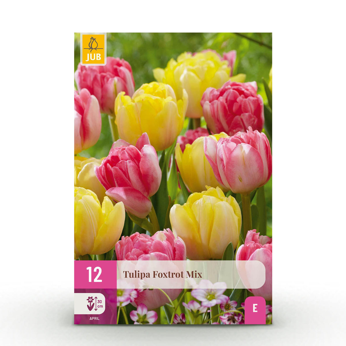 Green boutiQ - Bloembollen - Tulp Foxtrot mix - Diversen Kleuren - 12 stuks - Bolmaat 11/12 - XXL Pack