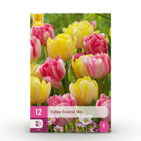 Green boutiQ - Bloembollen - Tulp Foxtrot mix - Diversen Kleuren - 12 stuks - Bolmaat 11/12 - XXL Pack