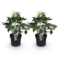 Green boutiQ - Tuinplant - Lenten Rose - Helleborus orientalis Double Ellen White - Witte Bloem -2 Planten - Groenblijvend - Pot 14cm Hoogte 35cm