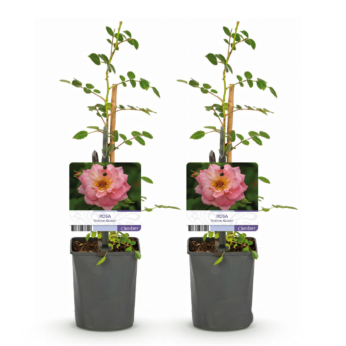 Green boutiQ - Klimroos - Rosa Salmon Queen - Bloem Licht roze - Weinig onderhoud - 2 planten - Pot 11cm Hoogte 40cm