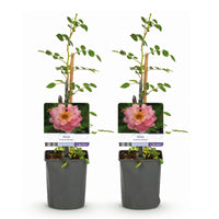 Green boutiQ - Klimroos - Rosa Salmon Queen - Bloem Licht roze - Weinig onderhoud - 2 planten - Pot 11cm Hoogte 40cm