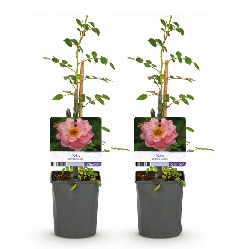 Green boutiQ - Klimroos - Rosa Salmon Queen - Bloem Licht roze - Weinig onderhoud - 2 planten - Pot 11cm Hoogte 40cm