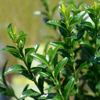 Green boutiQ - Haagplanten - Euonymus japonica Green Spire