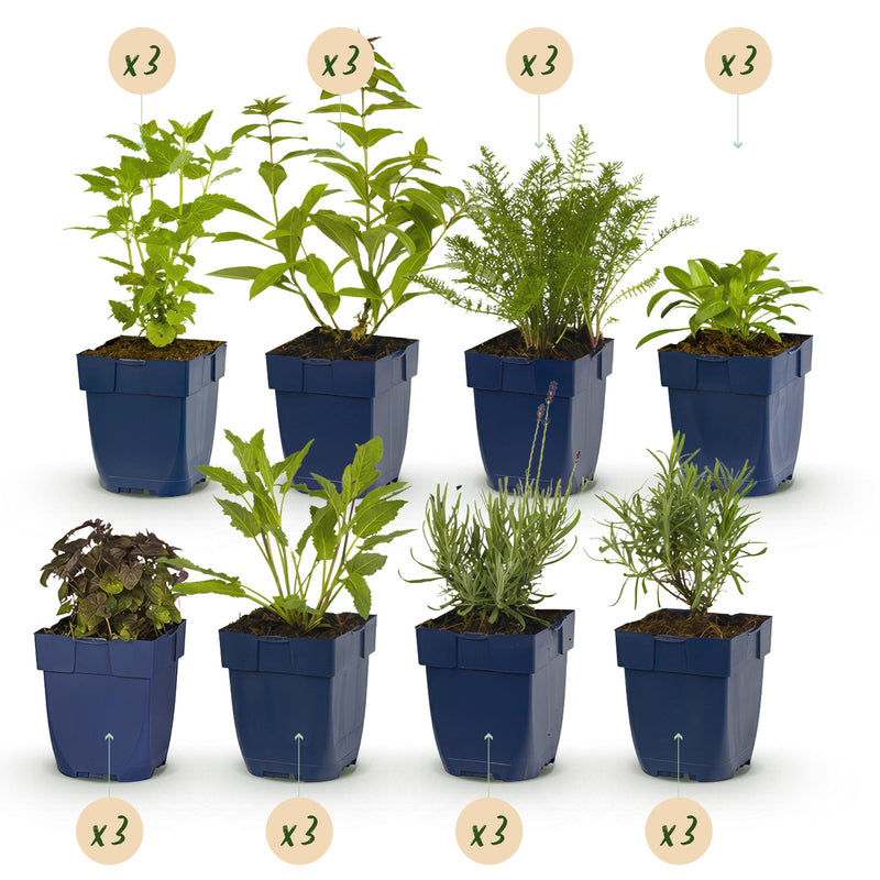 Green boutiQ - Borderpakket - Geurend - 24 Vaste planten - 3 m2 - Diversen kleuren - Weinig Onderhoud - Pot 11cm