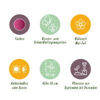Green boutiQ - Bloembollen - Allium Sphaerocephalon - Kleur Paars - 100 stuks - Bolmaat 5/6 - XXL Pack
