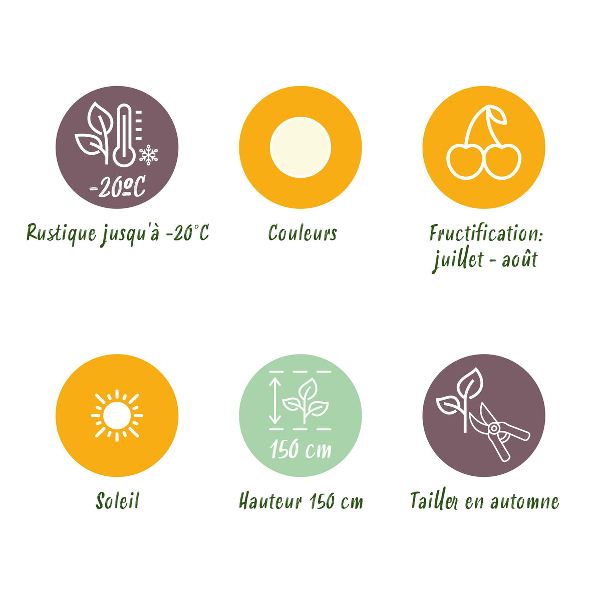 Green boutiQ - Fruitplanten - Wiite Bes - Ribes rubrum Witte Hollander - Winterhard - 3 Planten - Pot 9 cm - Witte Bes