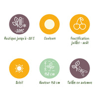 Green boutiQ - Fruitplanten - Wiite Bes - Ribes rubrum Witte Hollander - Winterhard - 3 Planten - Pot 9 cm - Witte Bes