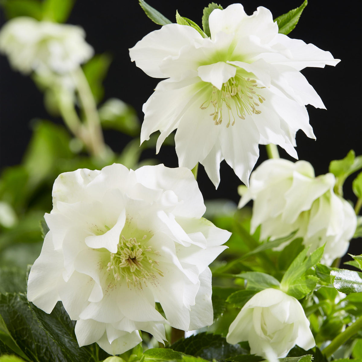 Green boutiQ - Tuinplant - Lenten Rose - Helleborus orientalis Double Ellen White - Witte Bloem -2 Planten - Groenblijvend - Pot 14cm Hoogte 35cm