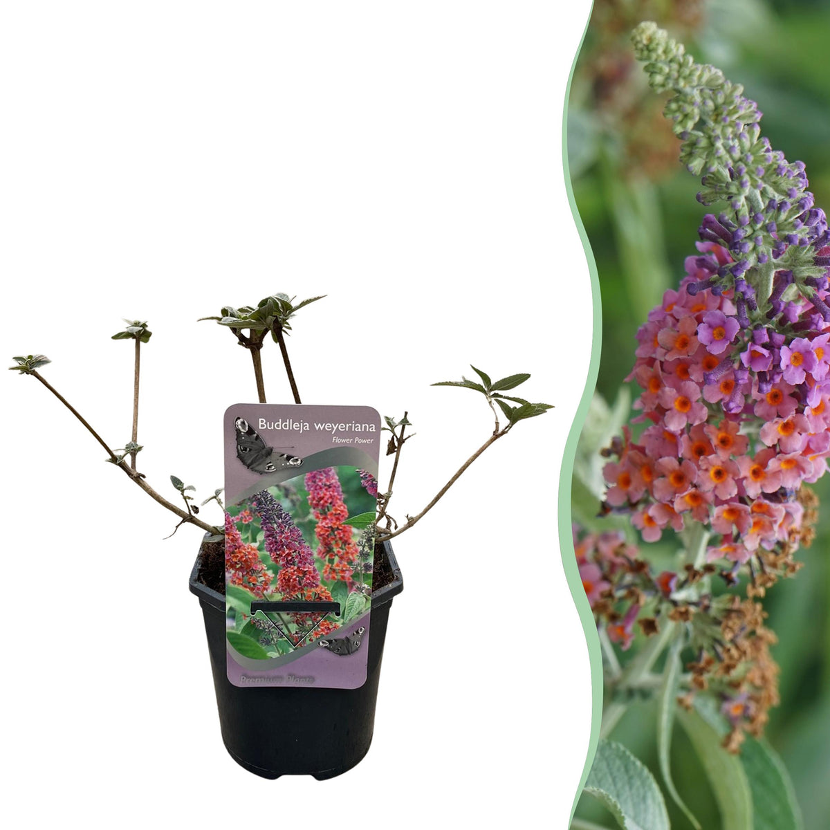 Green boutiQ - Vlinderstruik - Buddleja davidii Flower Power - Bloem Oranje Paars - 1 Plant - Bladverliezend - Vlinderlokkend -  Pot 17cm Hoogte 30cm