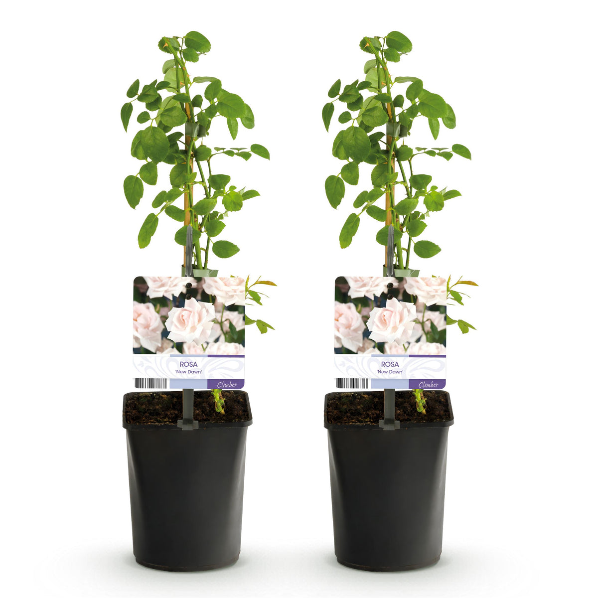Green boutiQ - Klimroos - Rosa Spring Queen -Bloem Geel