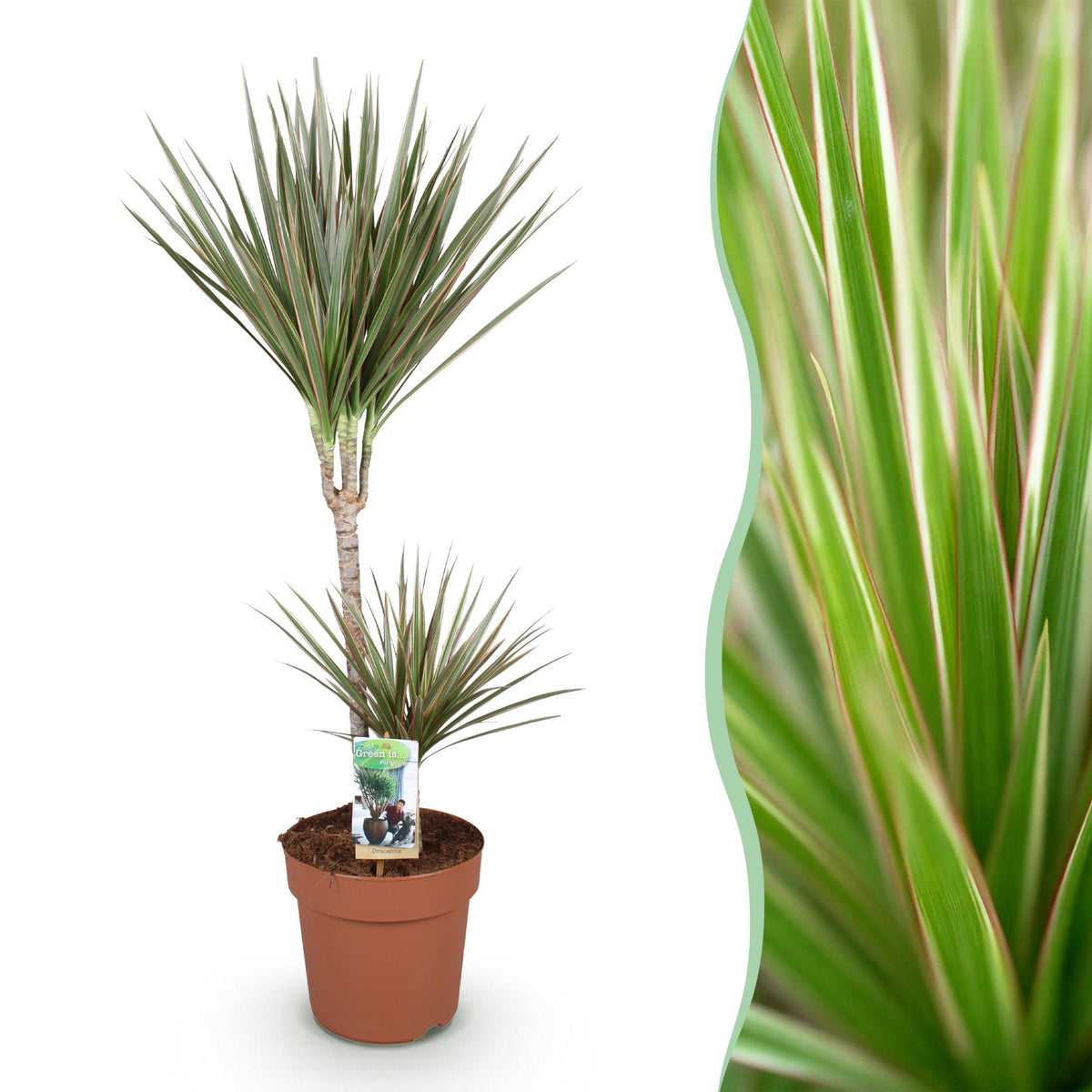 Green BoutiQ - Green is... Kamerplanten - Dracaena Marginata Bicolor - Drakenbloedboom - Weinig onderhoud - Groen - 1 Plant - Pot 21cm - Hoogte 90-100cm
