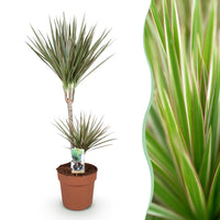 Green BoutiQ - Green is... Kamerplanten - Dracaena Marginata Bicolor - Drakenbloedboom - Weinig onderhoud - Groen - 1 Plant - Pot 21cm - Hoogte 90-100cm