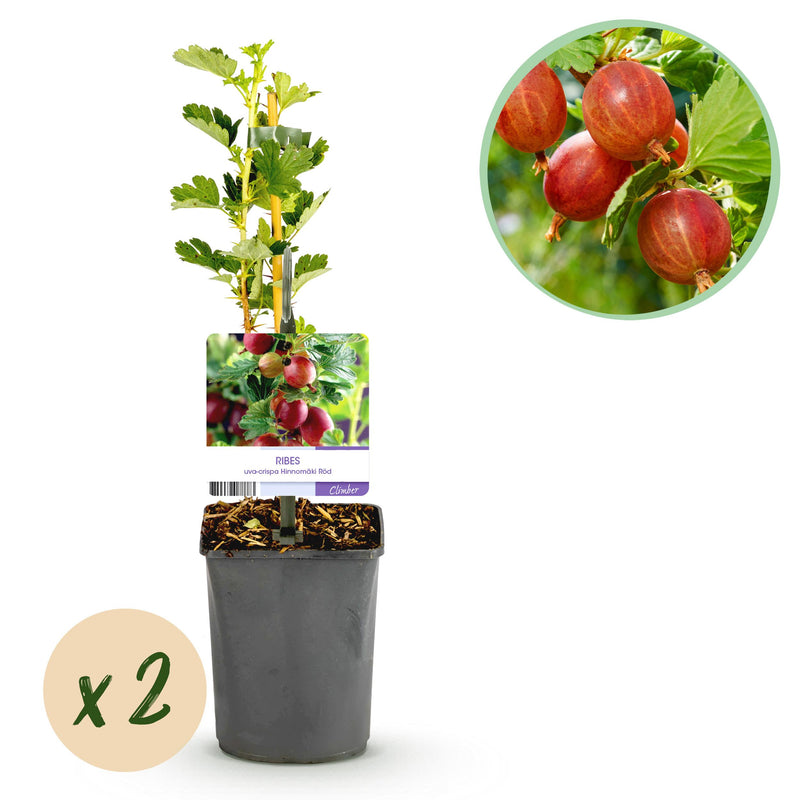 Green boutiQ - Fruitplant - Kruisbes - Ribes uva-crispa  Hinnomäki Röd - Rode Bes - 2 planten -  Pot 11cm Hoogte 40cm