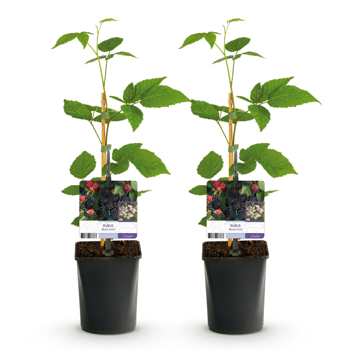 Green boutiQ - Fruitplant - Braam - Rubus Black Satin - Zwarte Braam - Doornloos - 2 planten -  Pot 11cm Hoogte 40cm