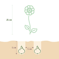 Green boutiQ - Bloembollen - Eranthis Cilicica - Kleur Geel - 25 stuks - Bolmaat 4/5 - XXL Pack