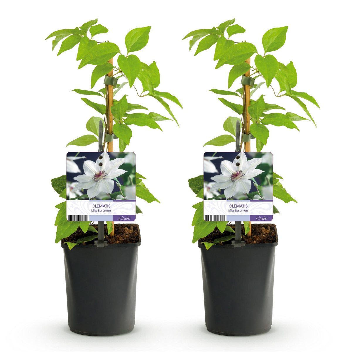 Green boutiQ - Klimplant - Clematis Blue Angel