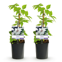 Green boutiQ - Klimplant - Clematis Blue Angel