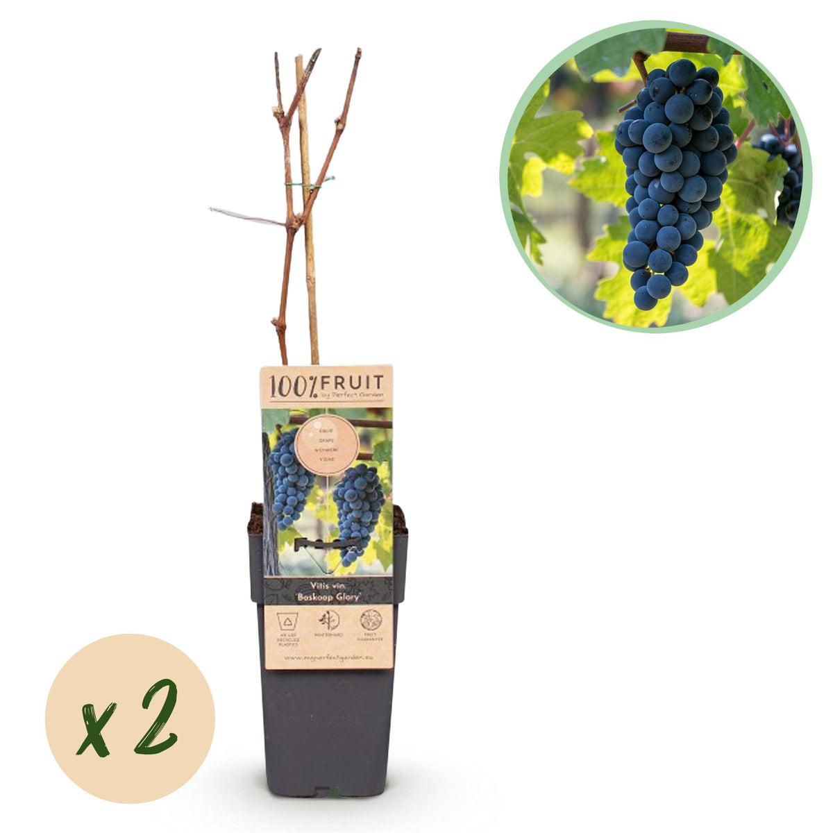 Green boutiQ - Fruitplant - Blauwe Druif - Vitis vinifera Boskoop Glory - 2 planten - Pot 15cm Hoogte 50cm