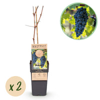 Green boutiQ - Fruitplant - Blauwe Druif - Vitis vinifera Boskoop Glory - 2 planten - Pot 15cm Hoogte 50cm
